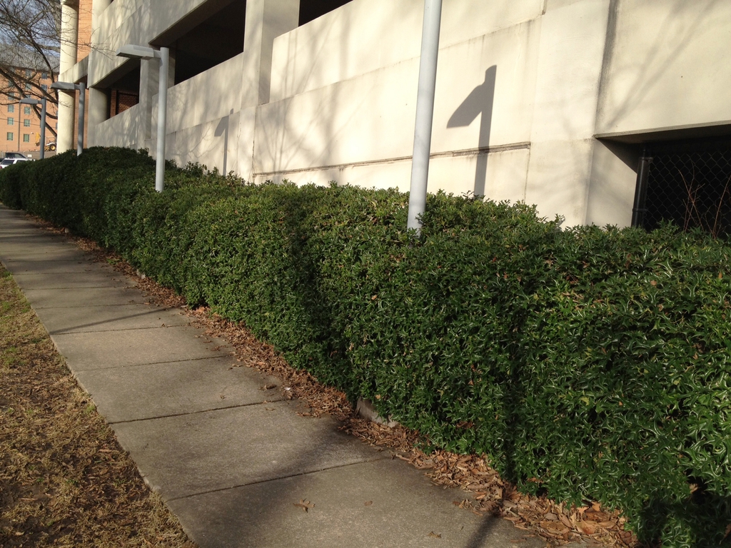 Ilex cornuta