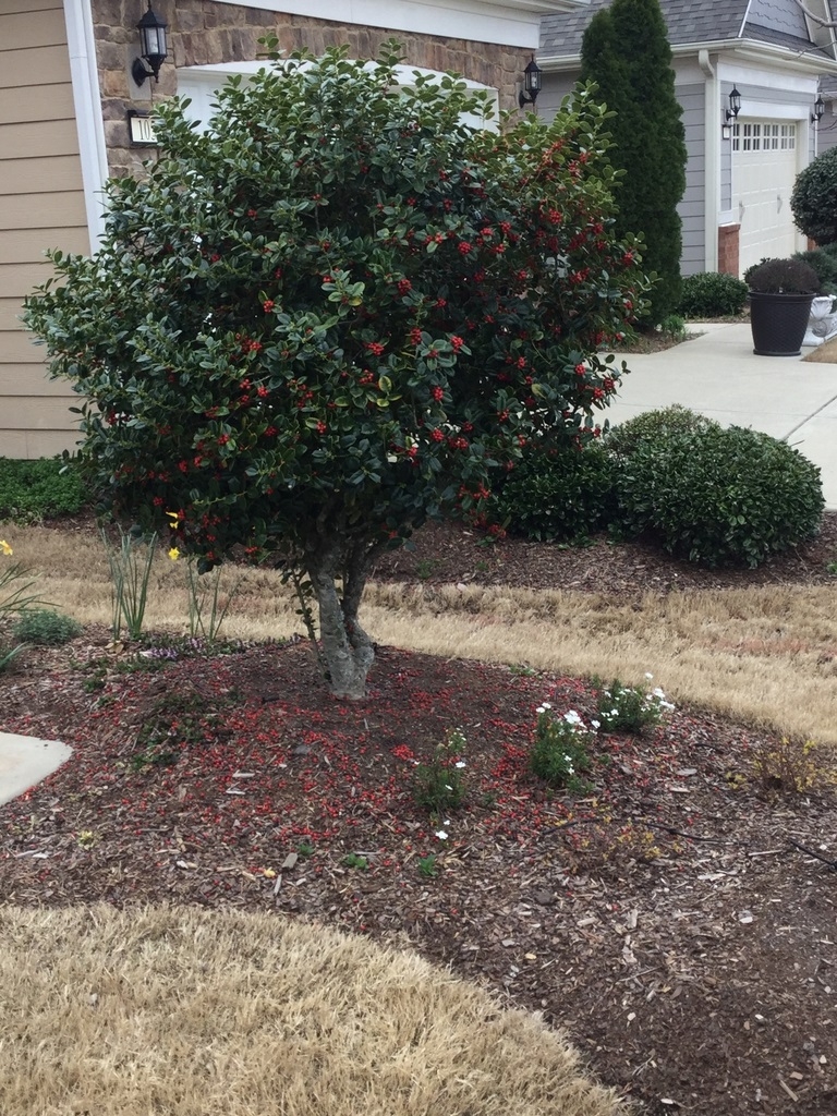 Form with berries in spring in Durham County, North Carolina