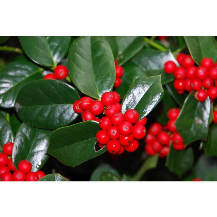 Ilex Cornuta