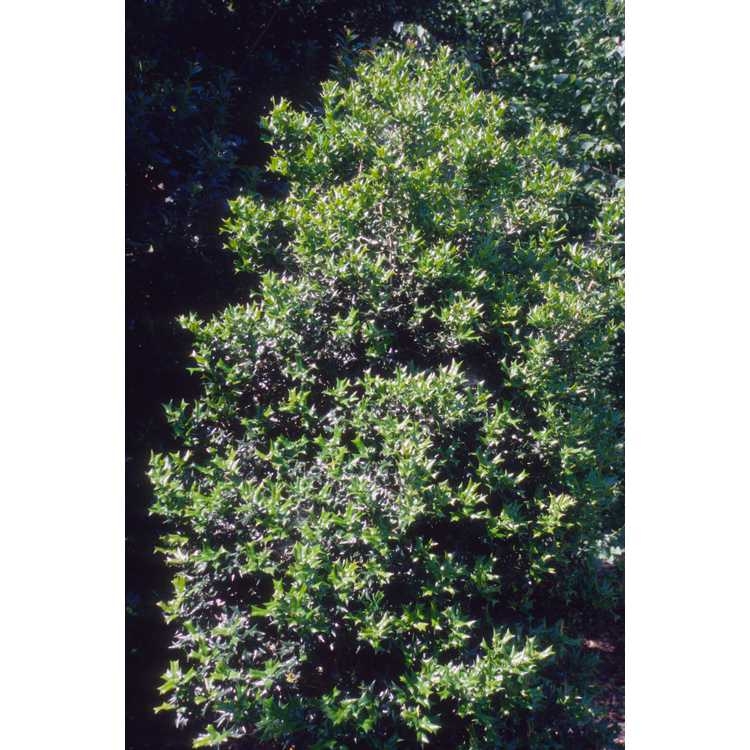 Ilex Cornuta