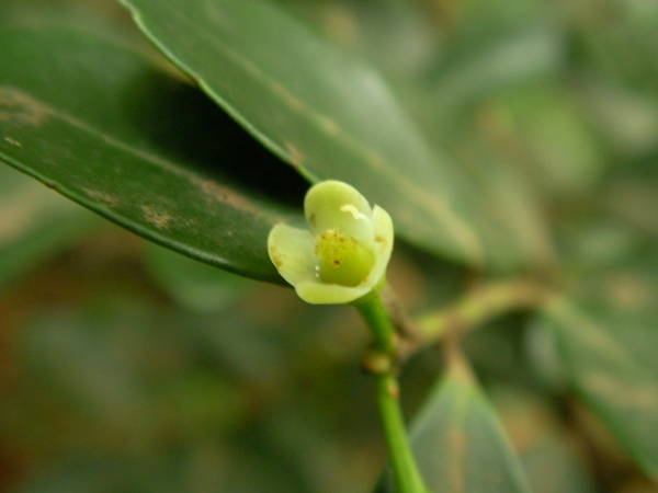 Ilex crenata