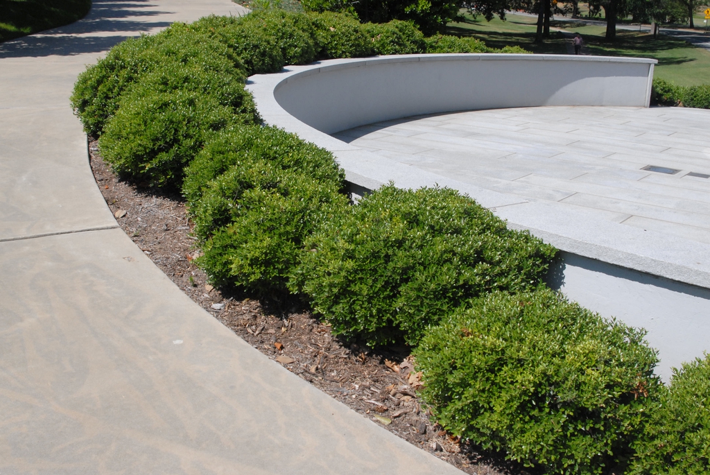 Ilex crenata 'Compacta'