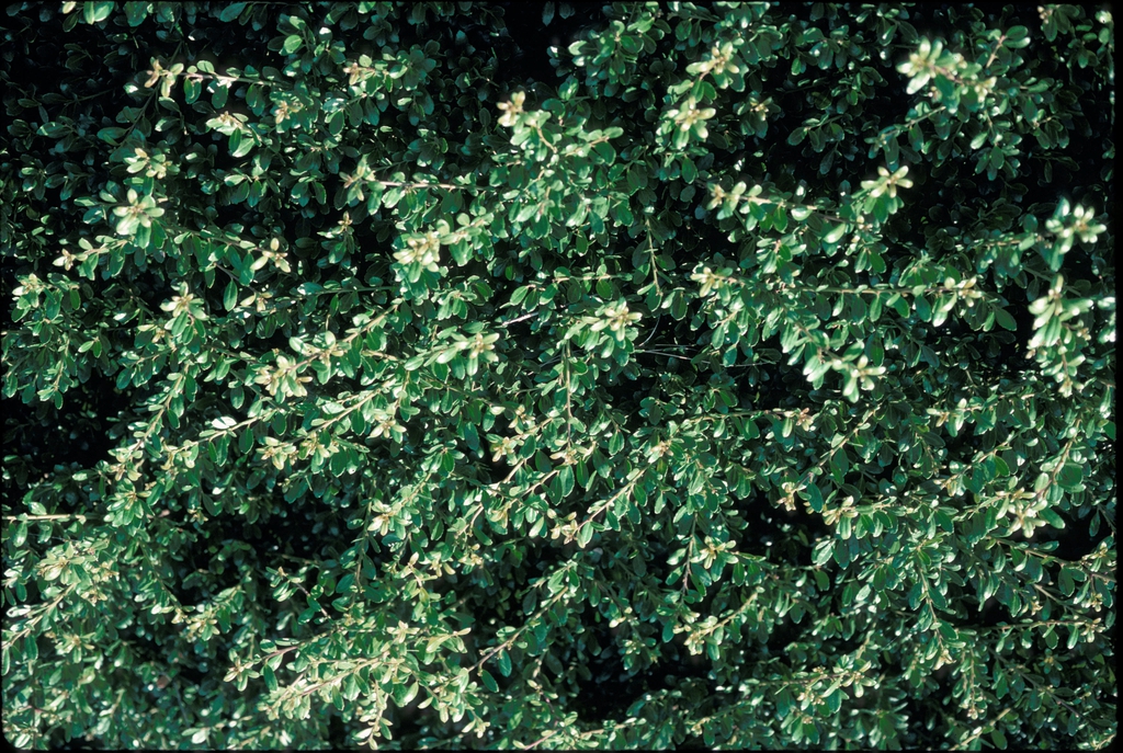 Ilex crenata 'Compacta' Leaf