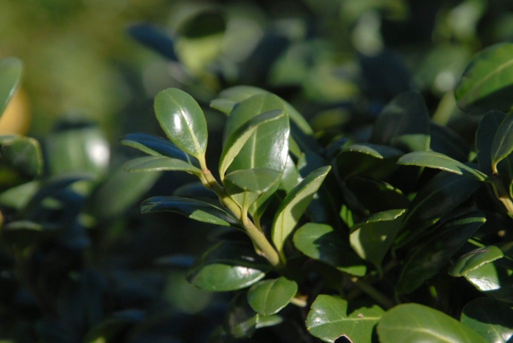Ilex crenata 'Convexa'