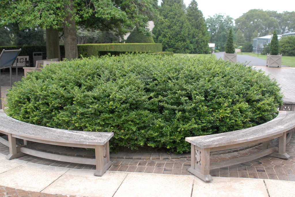 Ilex crenata 'Helleri' Form