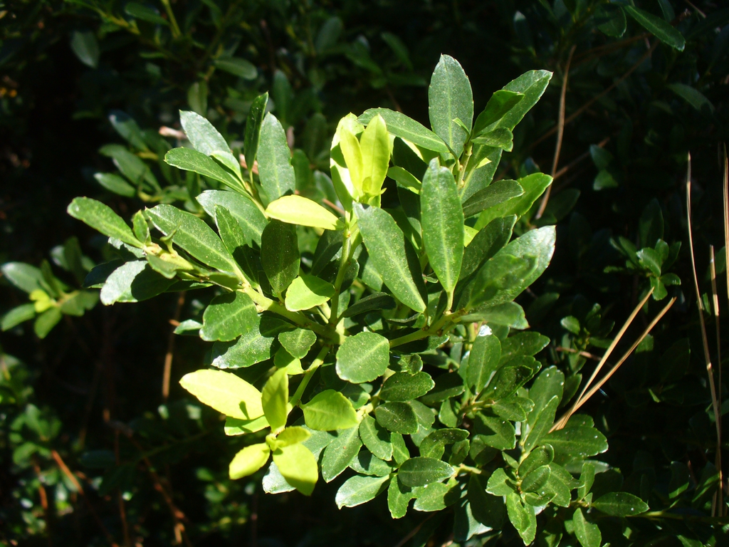 I. crenata 'Hoogendorn' with young leaves in the summer