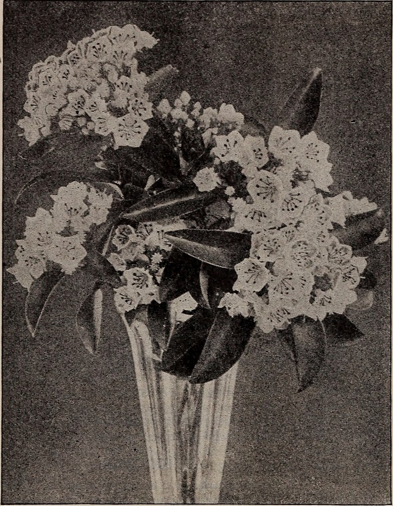 Black & white herbarium illustration of leaves and flowers.