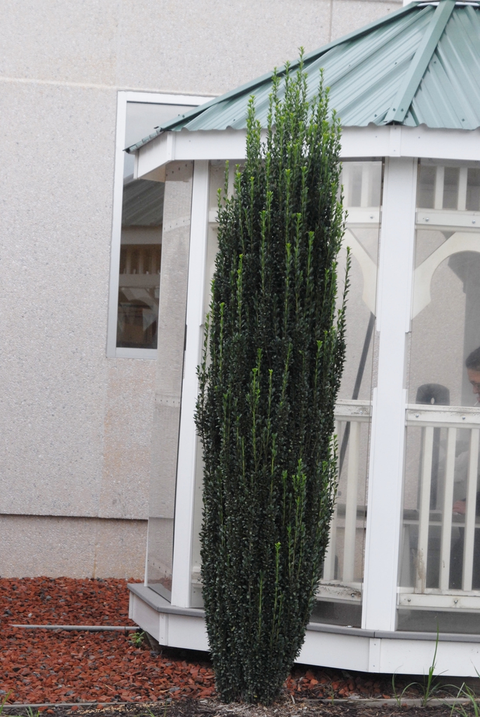 Ilex crenata 'Sky Pencil'
