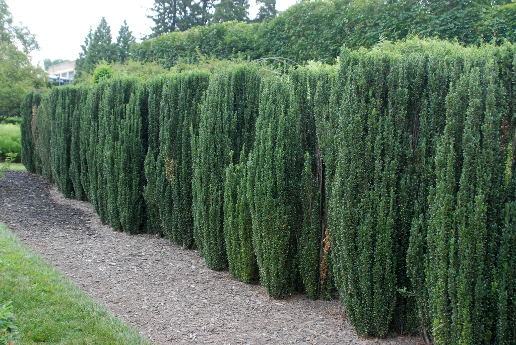 Ilex crenata 'Sky Pencil' Form