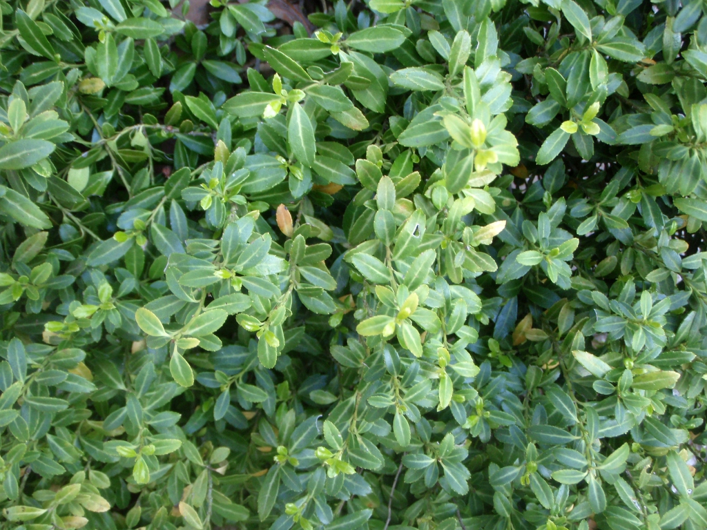 Ilex crenata 'Soft Touch' Leaf