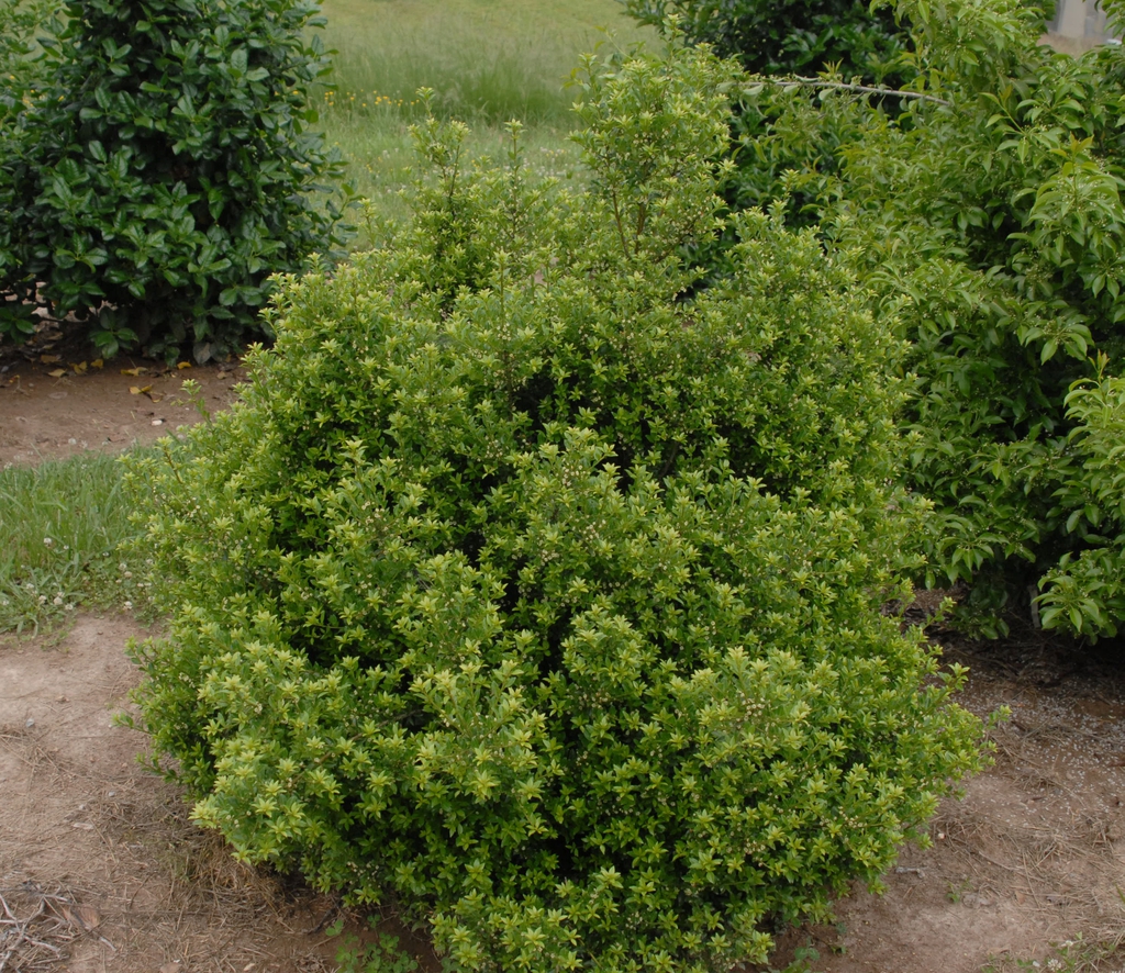 Ilex crenata