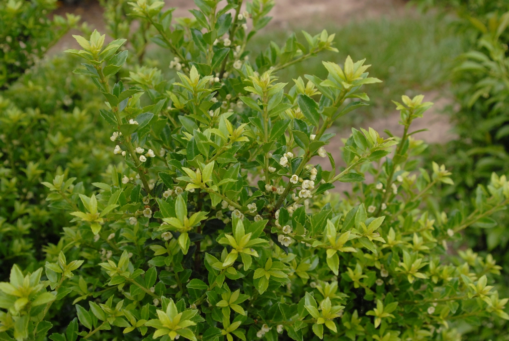 Ilex crenata