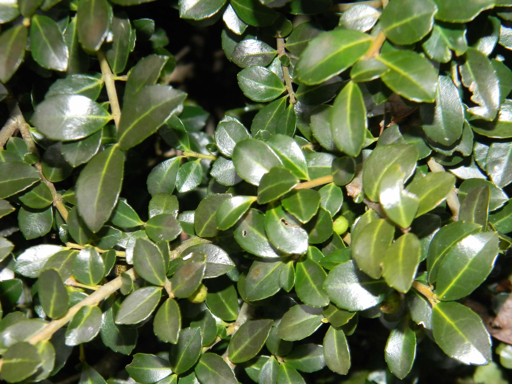Ilex crenata