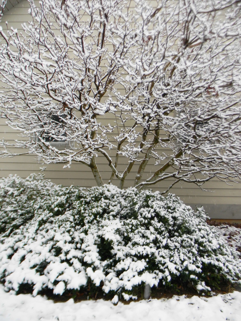 Ilex crenata 'Helleri'