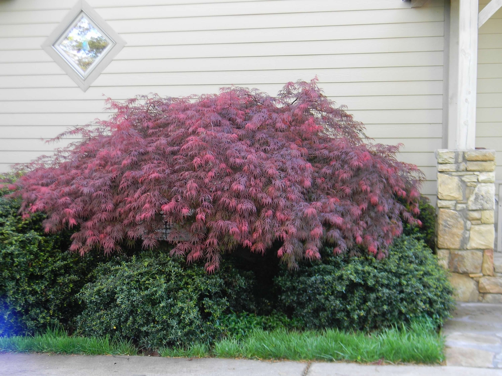 small rounded shrub with shiny leaves.