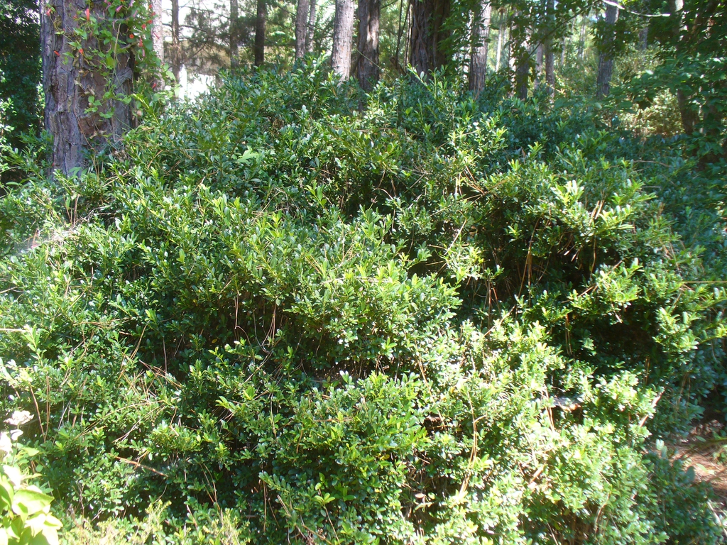 I. crenata 'Hoogendorn' form in the summer in Moore County