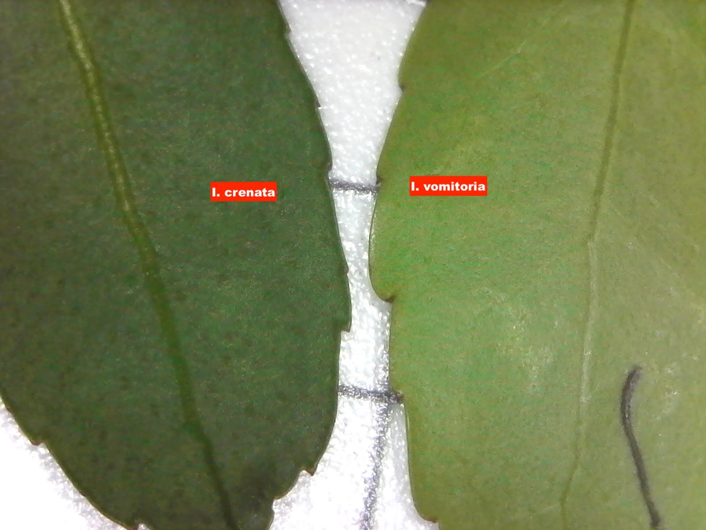 Ilex crenata leaf compaired to Ilex vomitoria