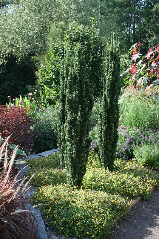 Upright, fastigiate evergreen with fine, green foliage.