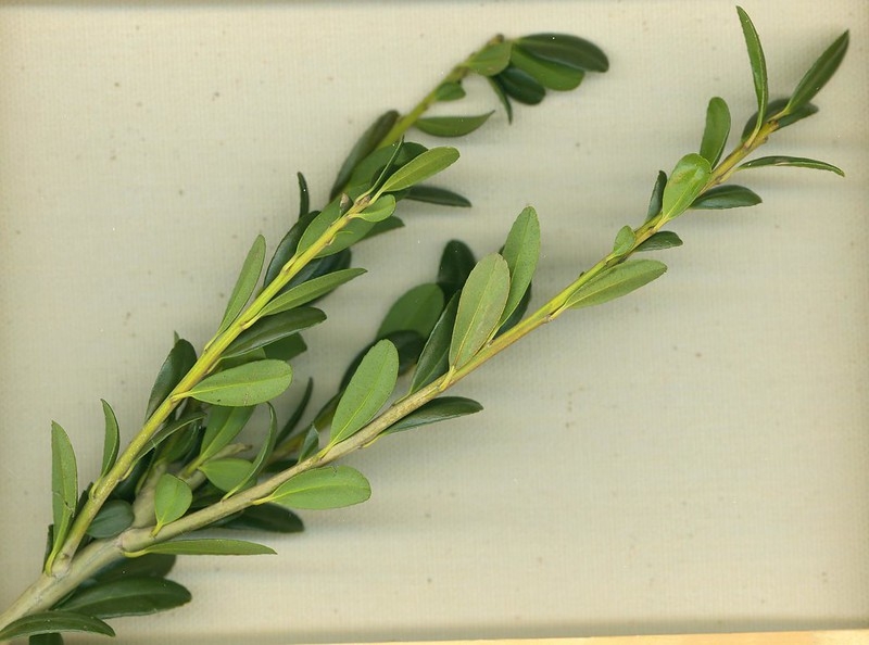 Leafy shoots with small, fine crenate leaves