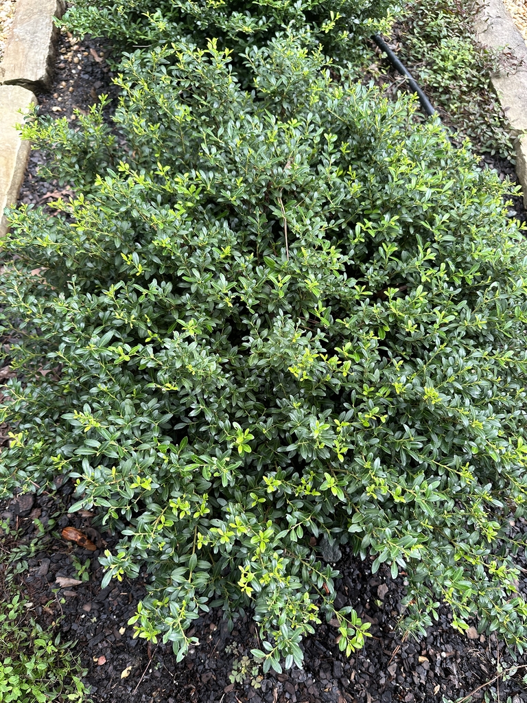 shrub with shiny green leaves and mounded form.