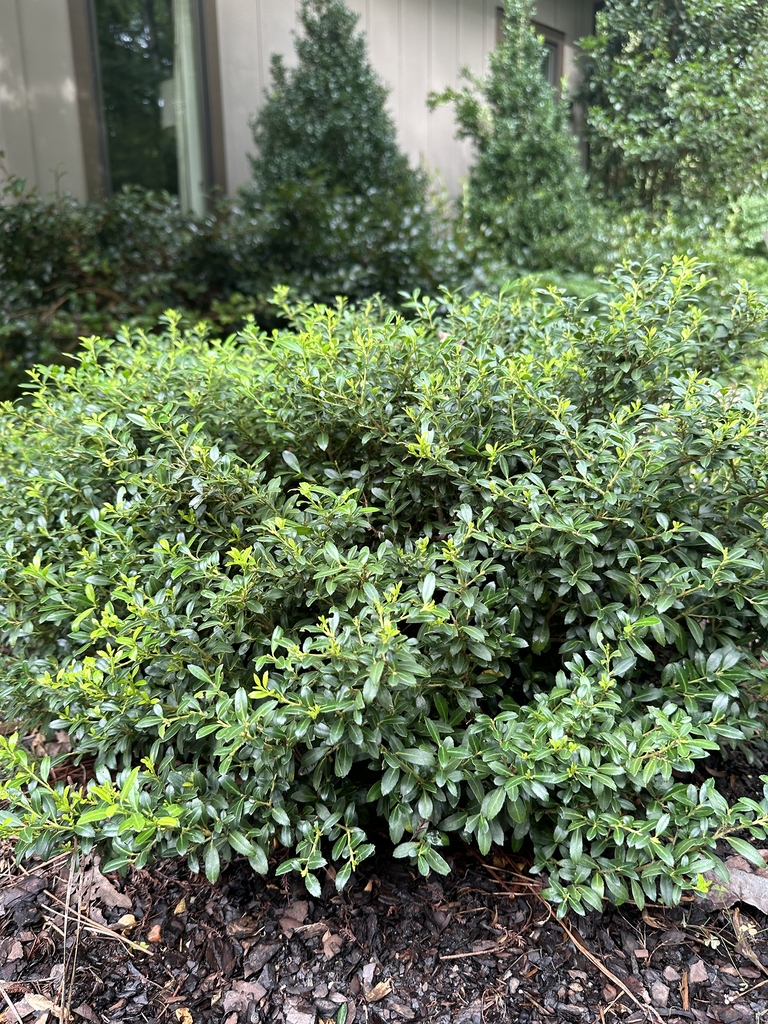 shrub with shiny green leaves and mounded form.