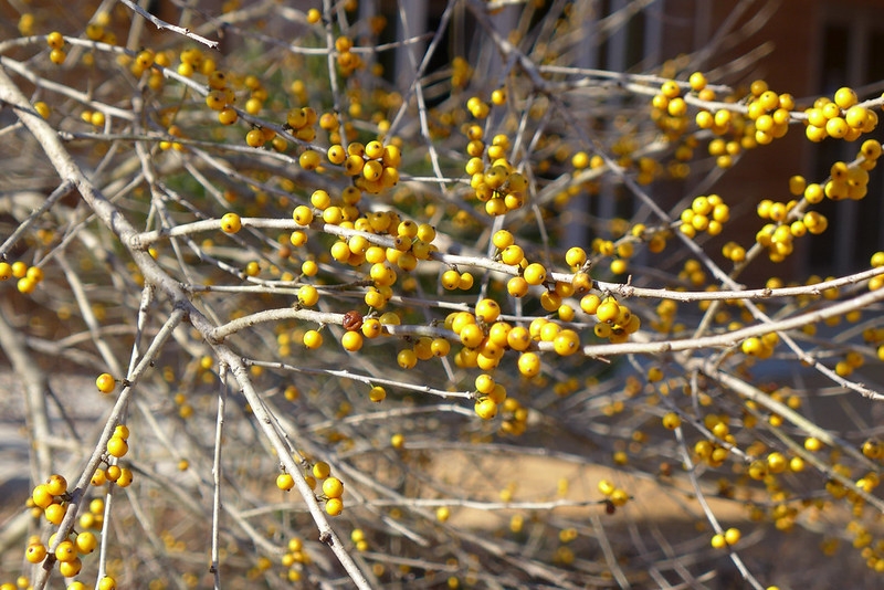 Bare branches bearing yellow fruits.