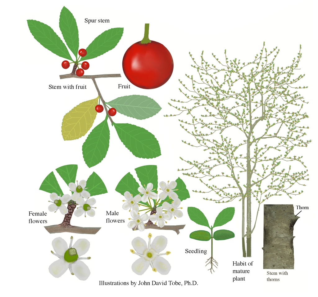 Color illustrations of the technical details of this species.