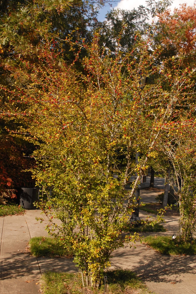 Ilex decidua