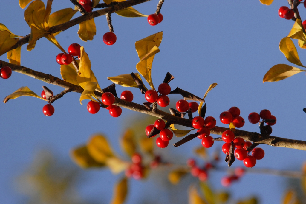 Ilex decidua