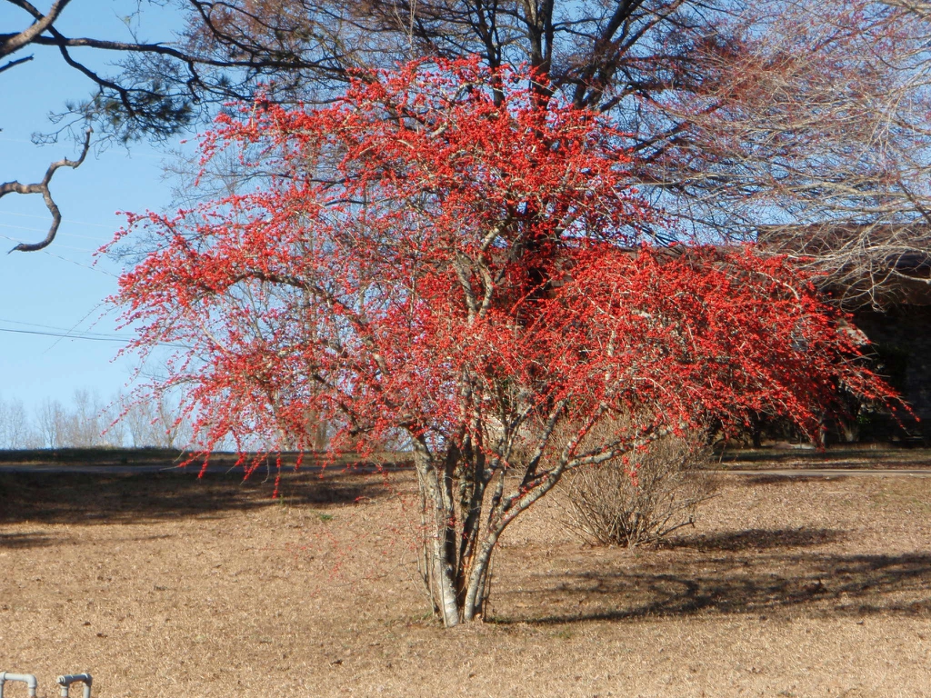 Ilex decidua