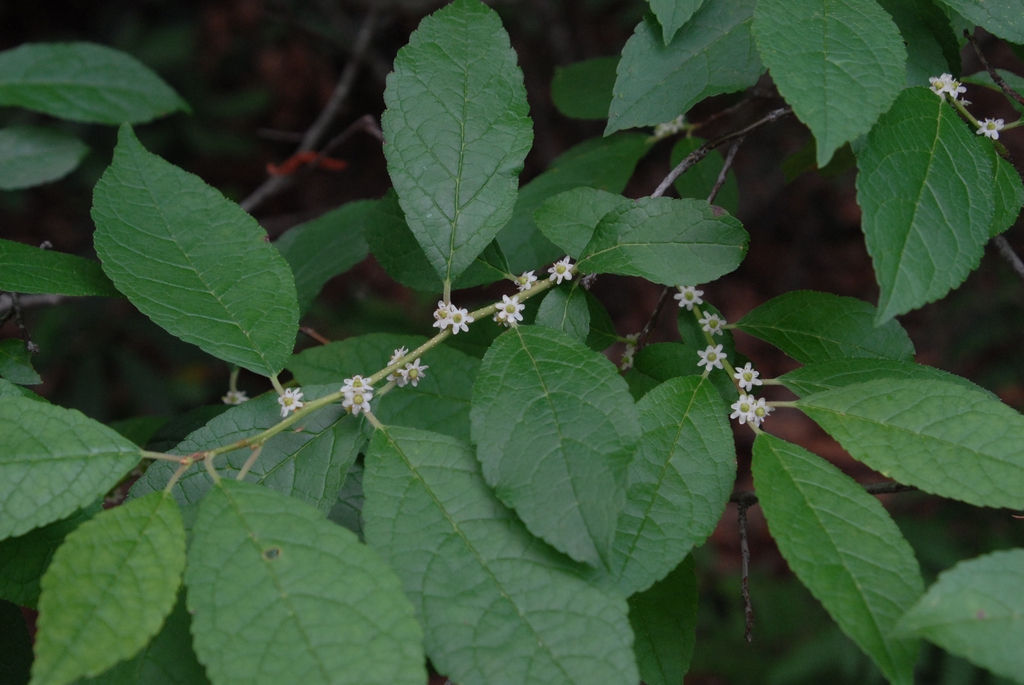 Ilex decidua