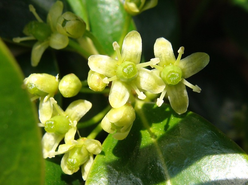 Close-up of 4-merous flowers, greenish white.