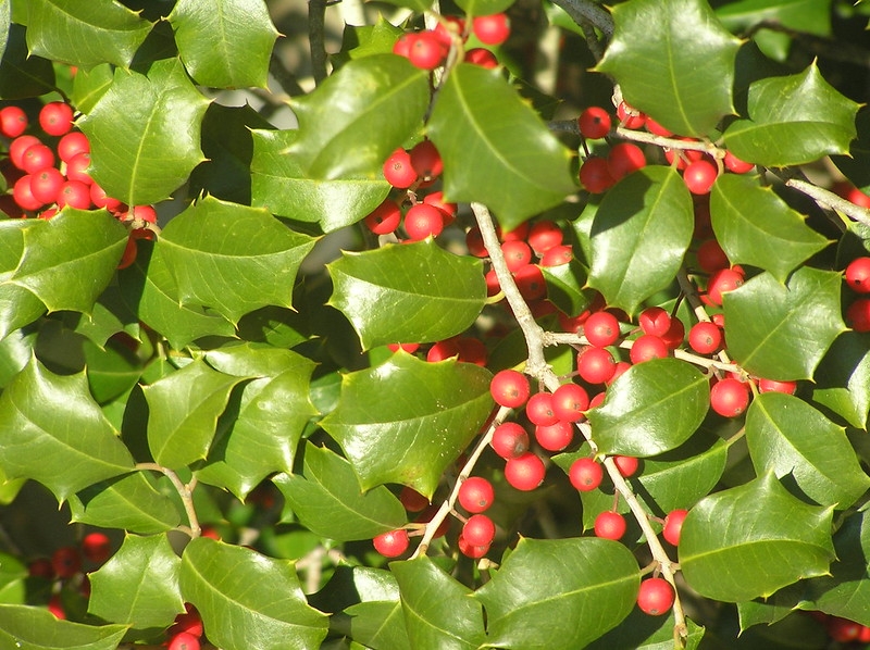 Spiny-margined leaves and red fruits.
