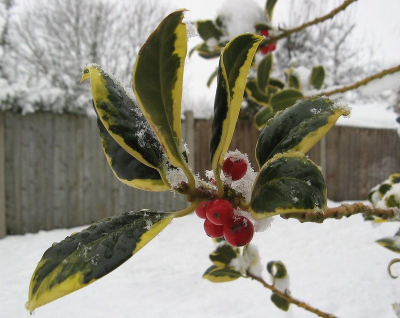 Spiny-margined variegated leaves & red fruits dusted with snow.