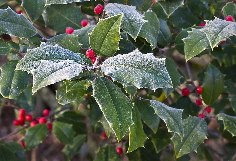 Spiny-margined leaves and red fruits all dusted with snow.