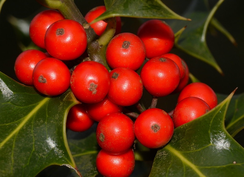 Close-up on a cluster of bright red fruits.