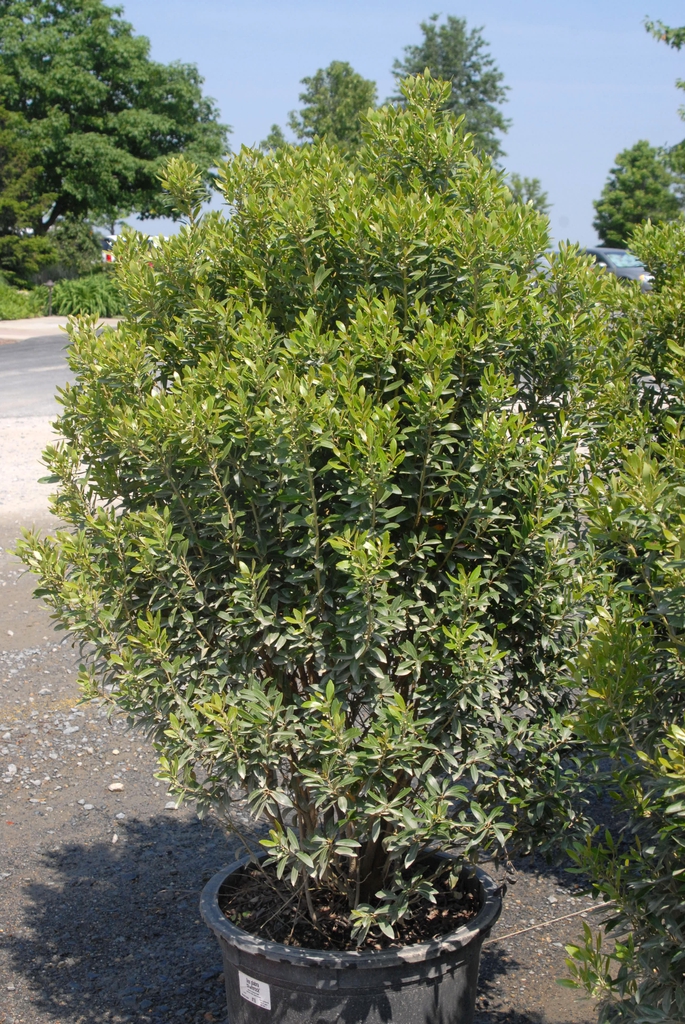 Ilex glabra