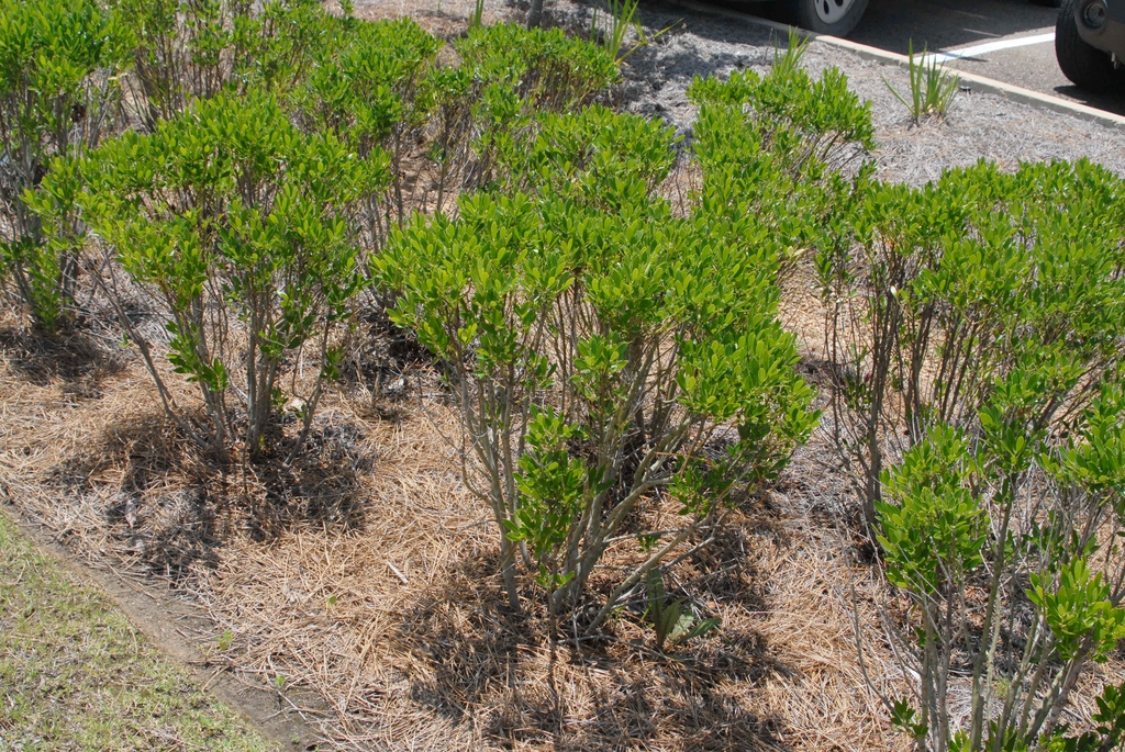 Ilex glabra