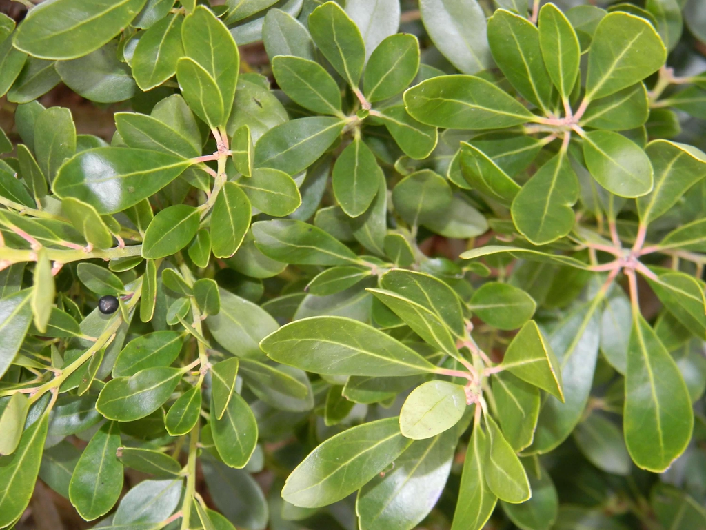 Ilex glabra