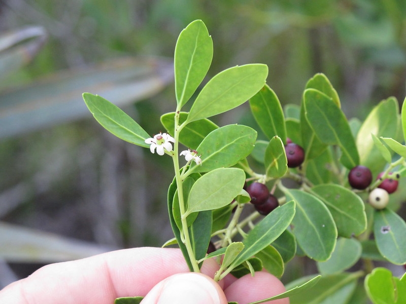 Hand holding leafy shoot with small white flowers & black fruits