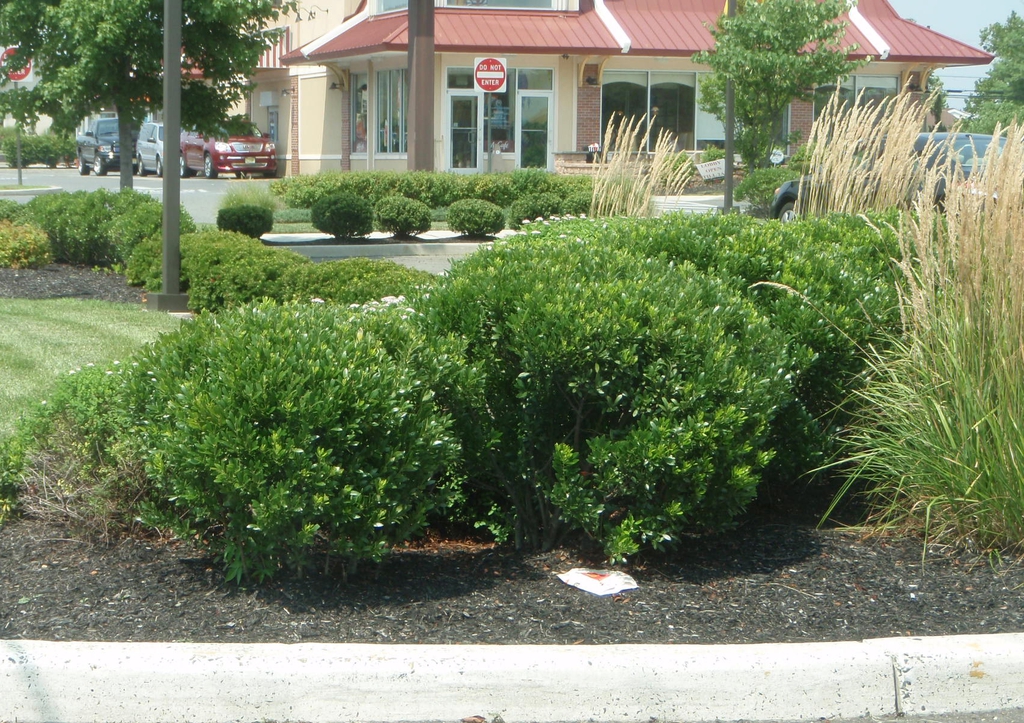 Ilex glabra
