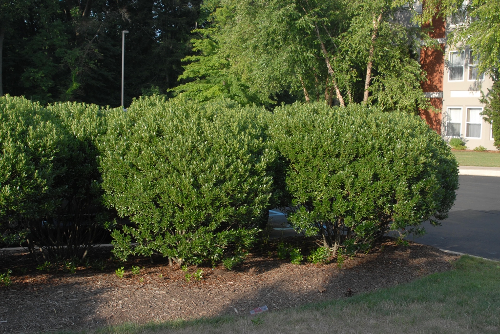 Ilex glabra