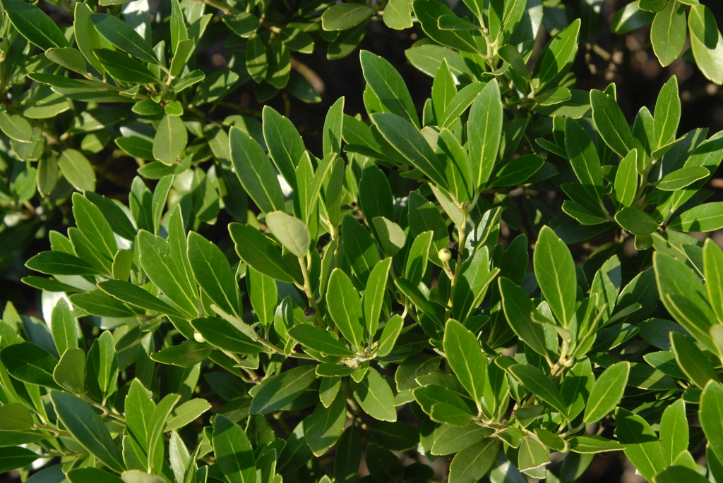Ilex glabra