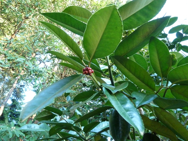 Ilex latifolia