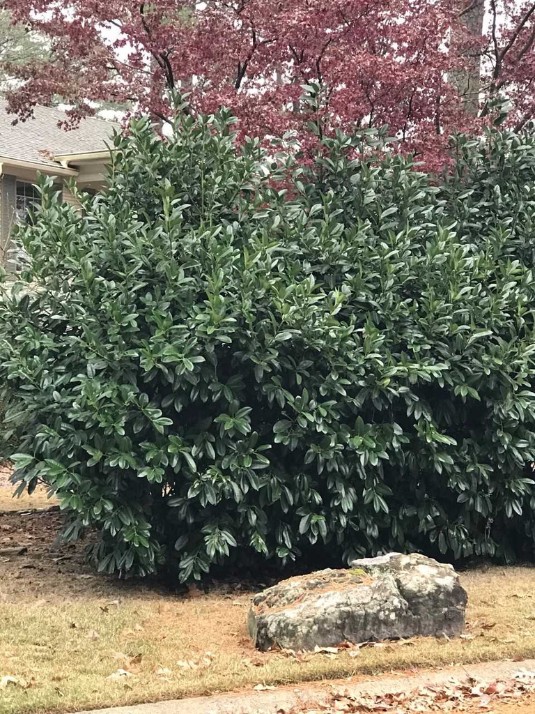 Full Form