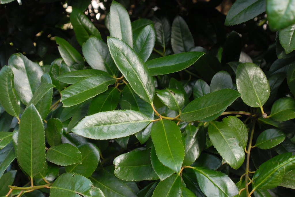 Ilex latifolia