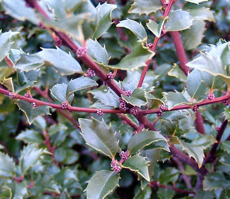 blue-green, spiny leaves borne on reddish-brown stems.