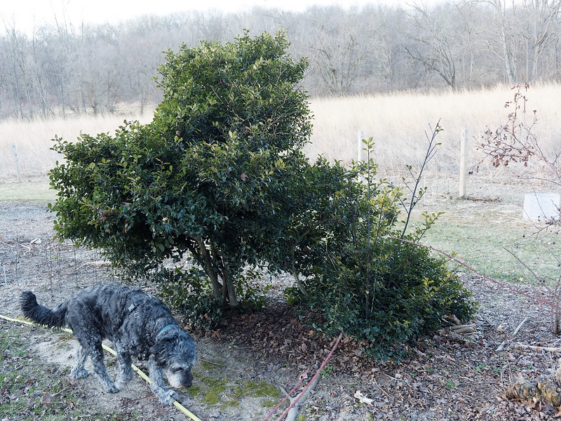 small, dense, irregularly shaped shrub. A dog walks by.
