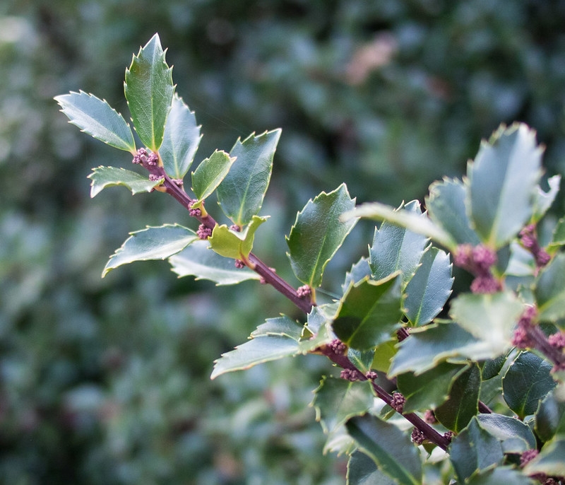 blue-green, spiny leaves borne on reddish-brown stems.