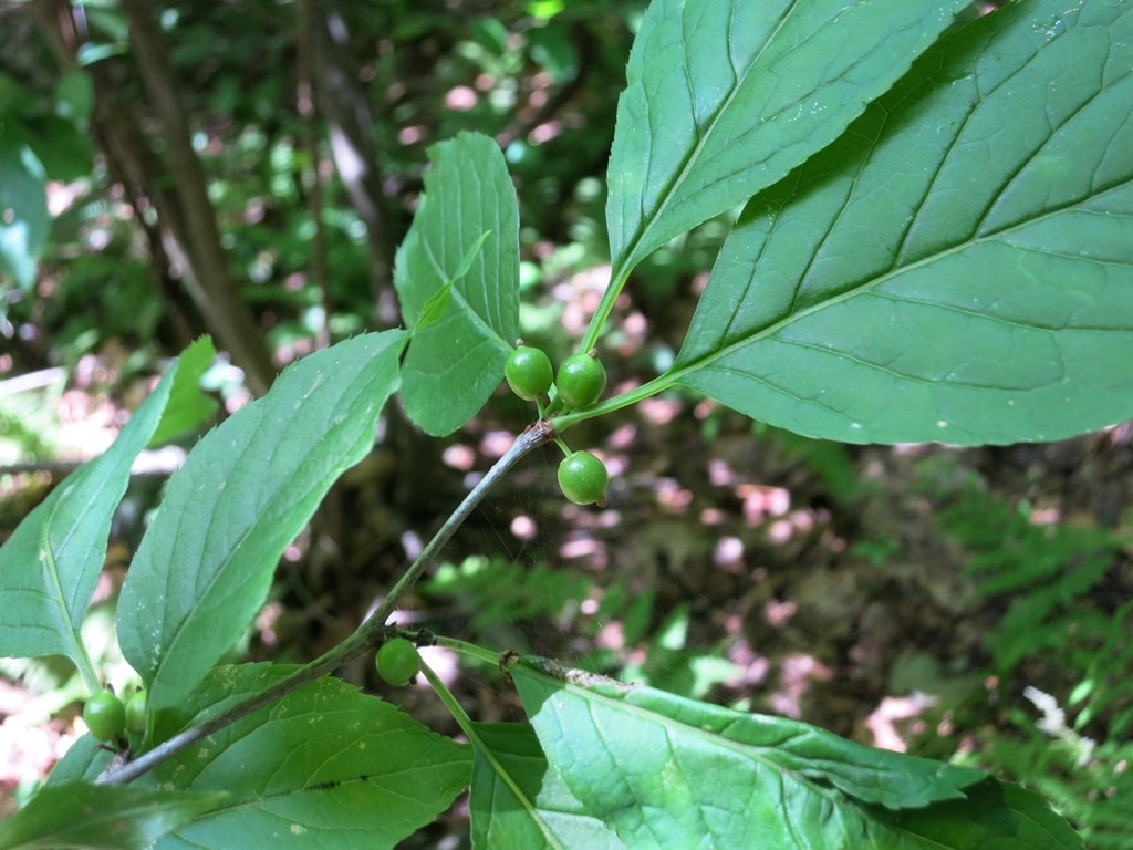 Immature fruit